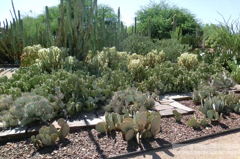 Desert-Botanical-Garden