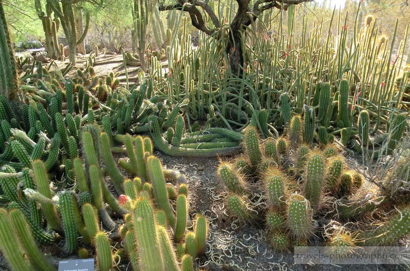 Desert-Botanical-Garden