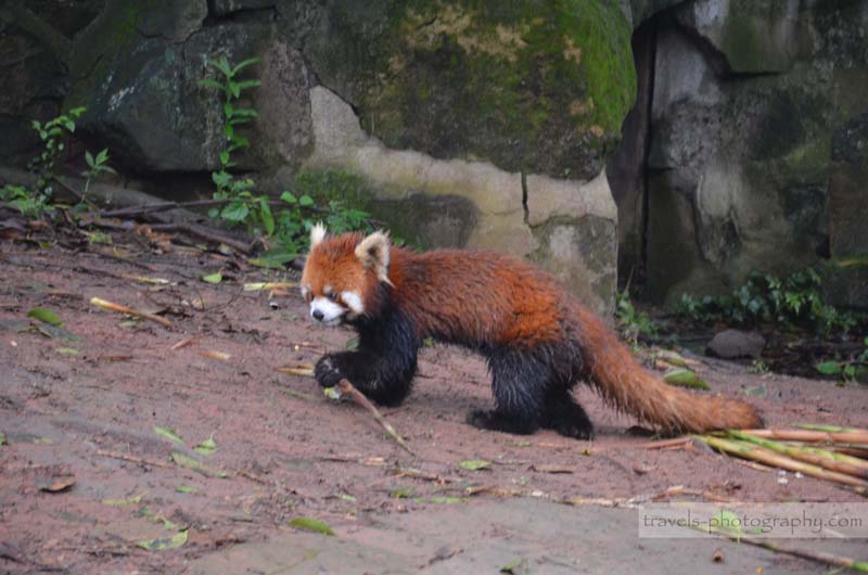 Roter Panda in Chengdu China - Travel Photography Reisefotografie
