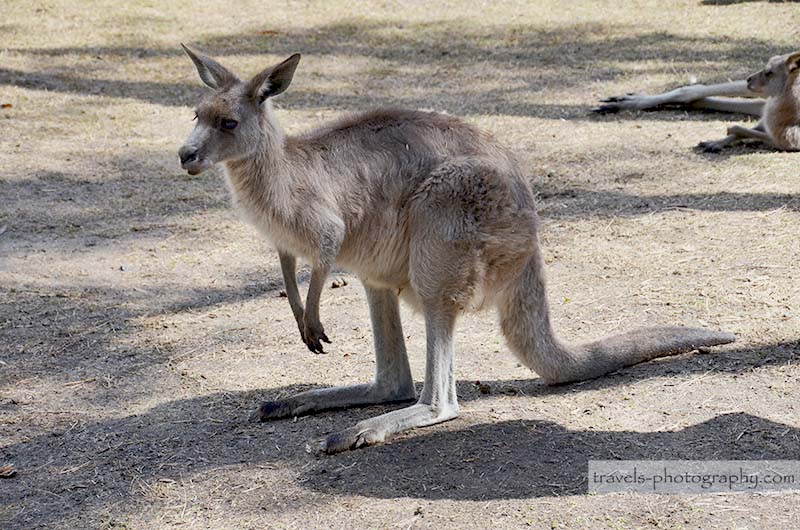 Känguru in Gold Coast Australien - Travel Photography Reisefotografie